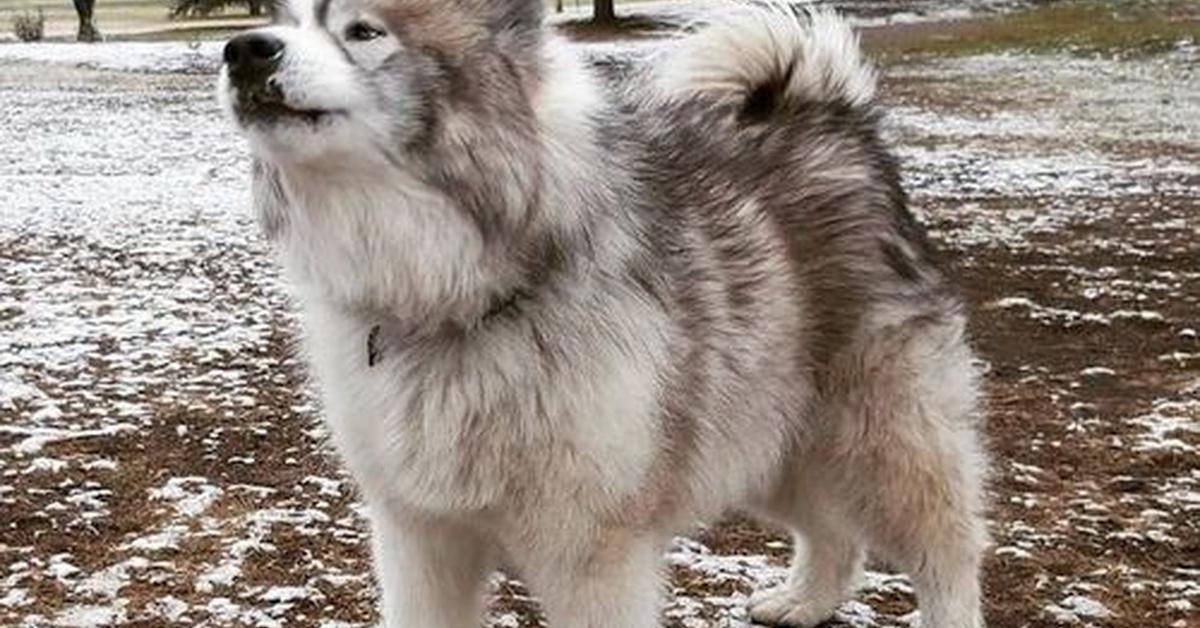 Captivating presence of the Eskimo Dog, a species called Canis Lupus.