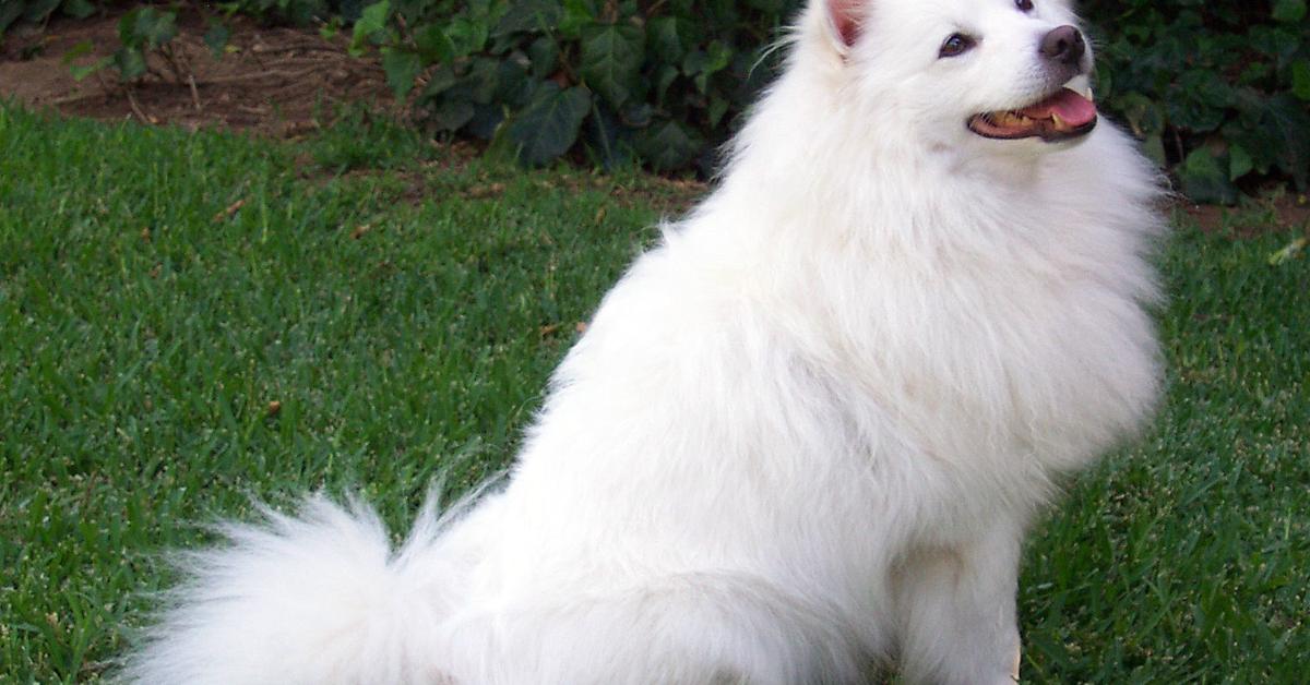 Captured beauty of the Eskimo Dog, or Canis Lupus in the scientific world.