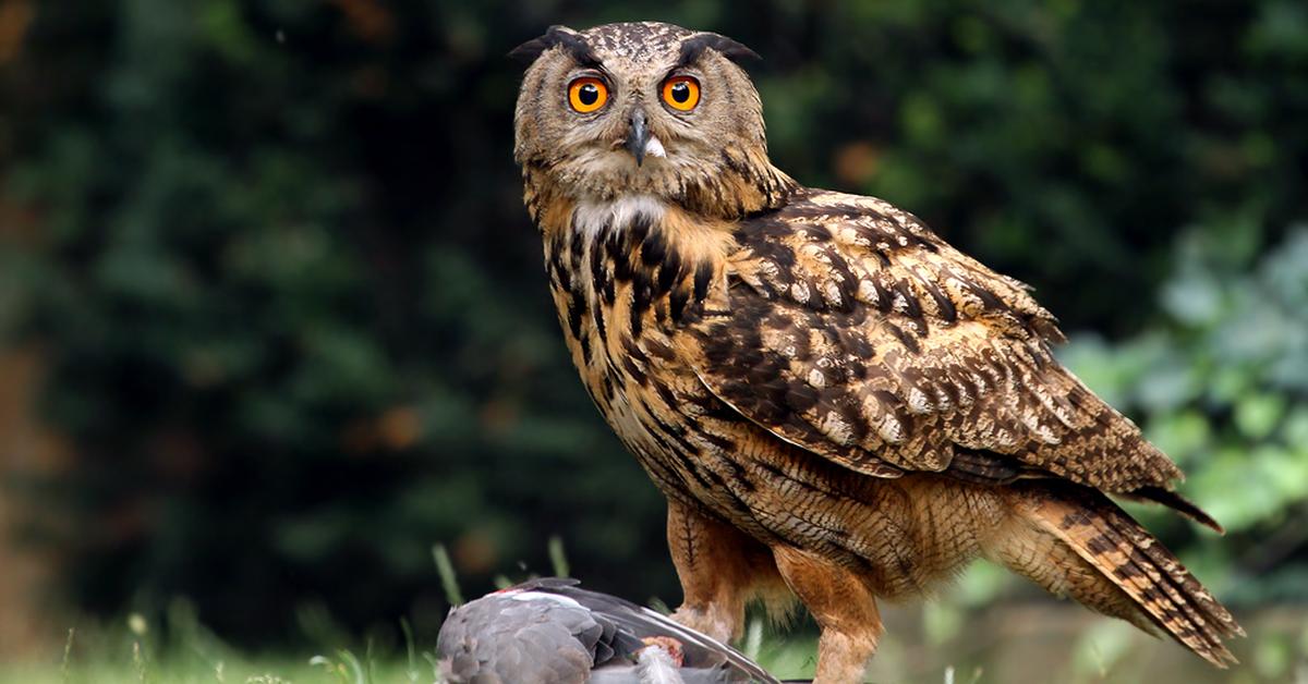 Photogenic Eurasian Eagle-Owl, scientifically referred to as Bubo bubo.