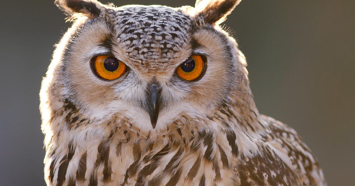 Visual of Eurasian Eagle-Owl, or Burung Hantu Eurasia in Indonesian, showcasing its beauty.