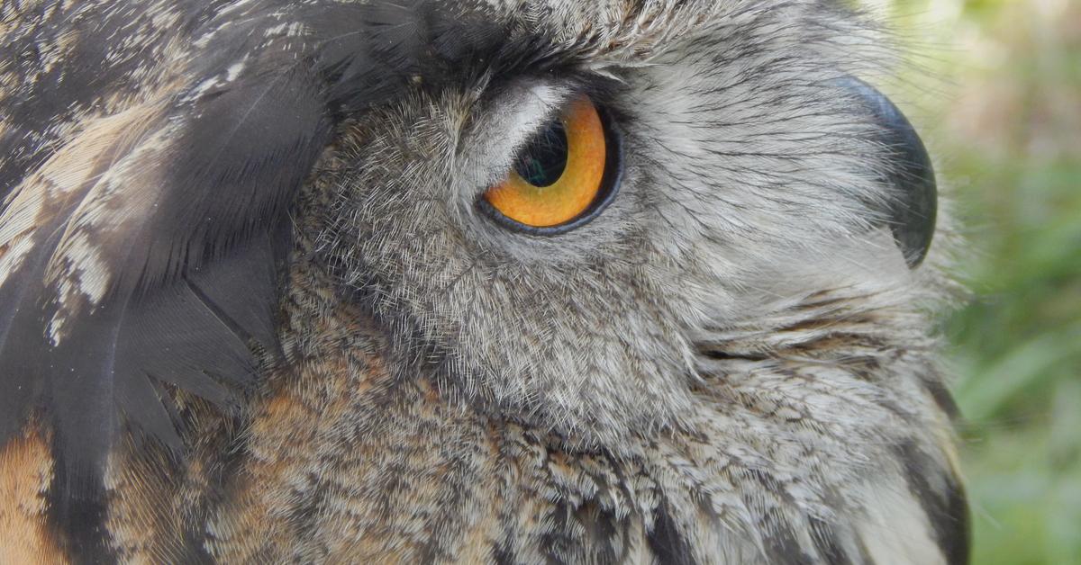 The Eurasian Eagle-Owl in its natural beauty, locally called Burung Hantu Eurasia.