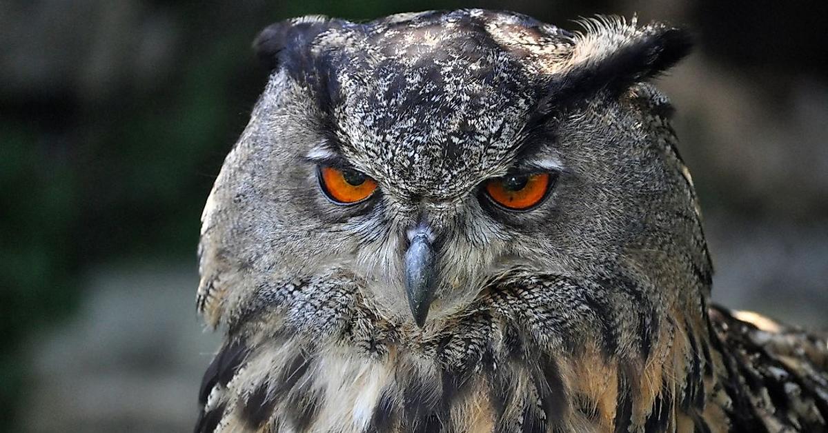 Natural elegance of the Eurasian Eagle-Owl, scientifically termed Bubo bubo.