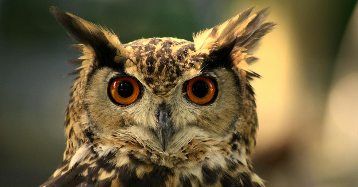 Striking appearance of the Eurasian Eagle-Owl, known in scientific circles as Bubo bubo.