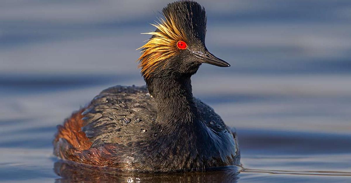 Dynamic image of the Eared Grebe, popularly known in Indonesia as Burung Kecil Berbulu Telinga.