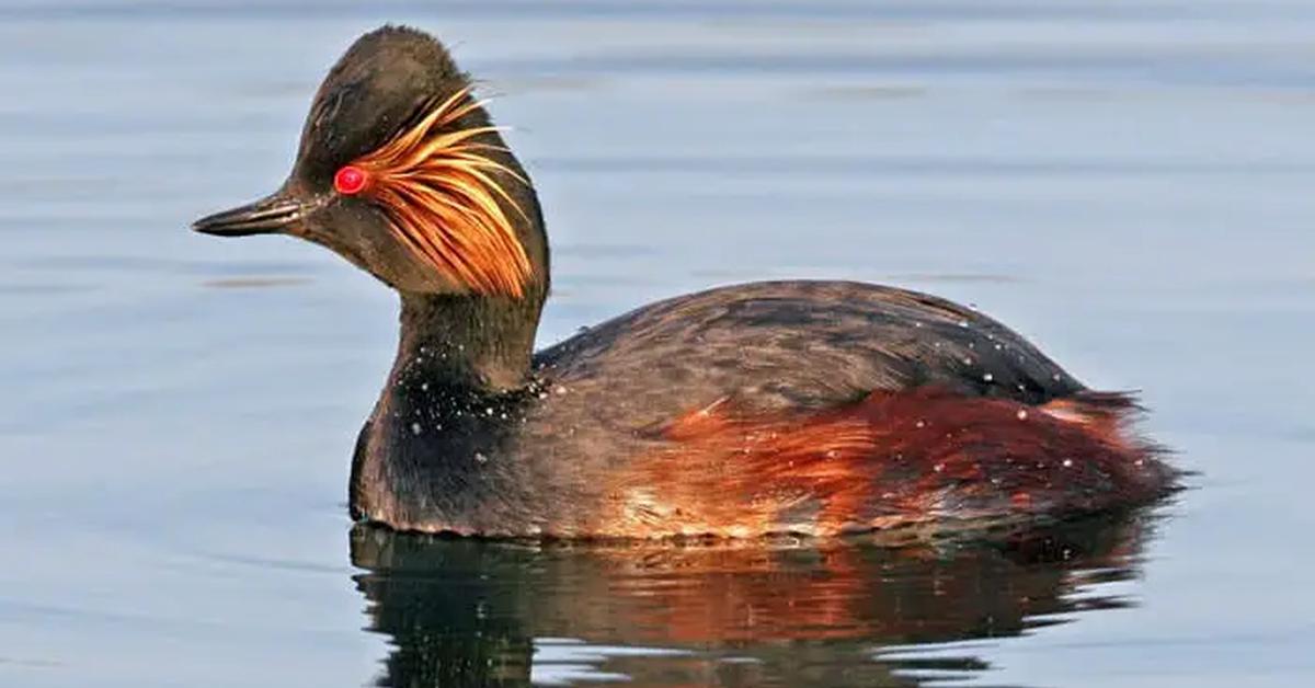 Exquisite image of Eared Grebe, in Indonesia known as Burung Kecil Berbulu Telinga.