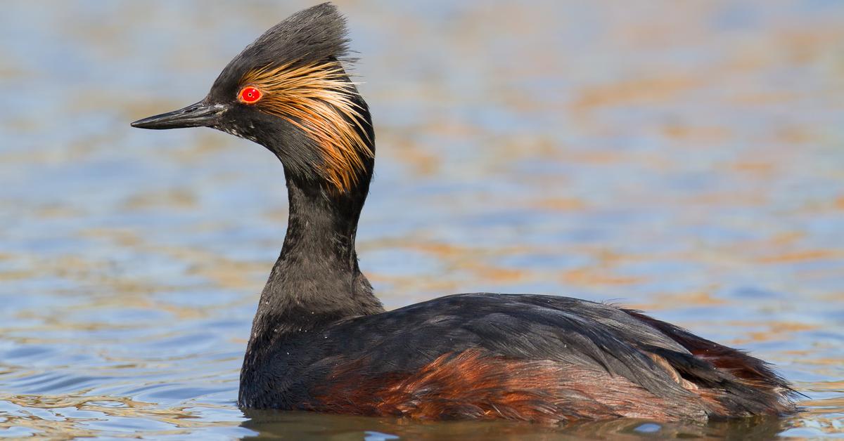 The remarkable Eared Grebe (Podiceps nigricollis), a sight to behold.