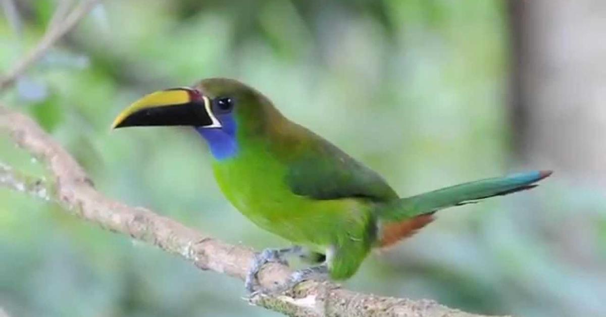 Unique portrayal of the Emerald Toucanet, also called Toucanet Zamrud in Bahasa Indonesia.