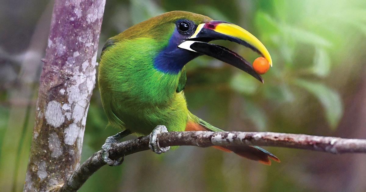 Captivating view of the Emerald Toucanet, known in Bahasa Indonesia as Toucanet Zamrud.