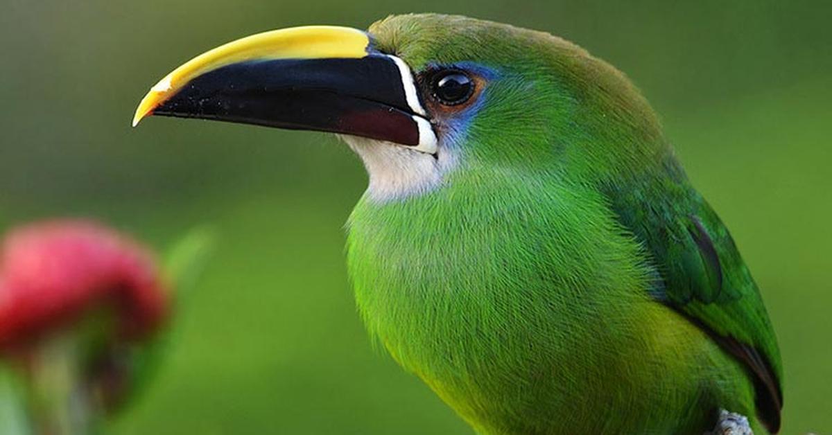 The Emerald Toucanet, a beautiful species also known as Toucanet Zamrud in Bahasa Indonesia.