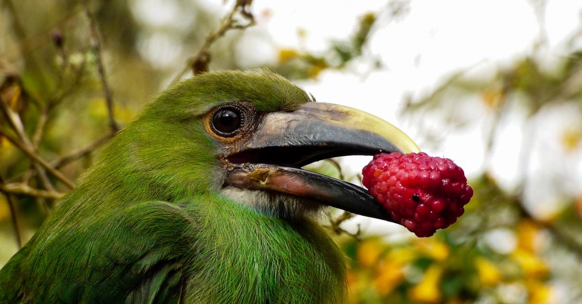 Natural elegance of the Emerald Toucanet, scientifically termed Aulacorhynchus prasinus.