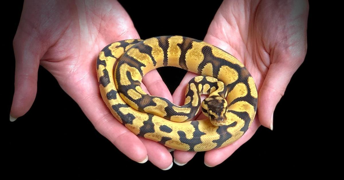 Glimpse of the Enchi Ball Python, known in the scientific community as Python regius.