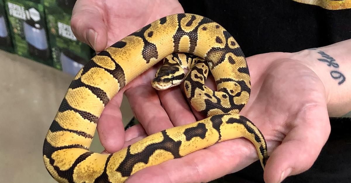 Snapshot of the intriguing Enchi Ball Python, scientifically named Python regius.