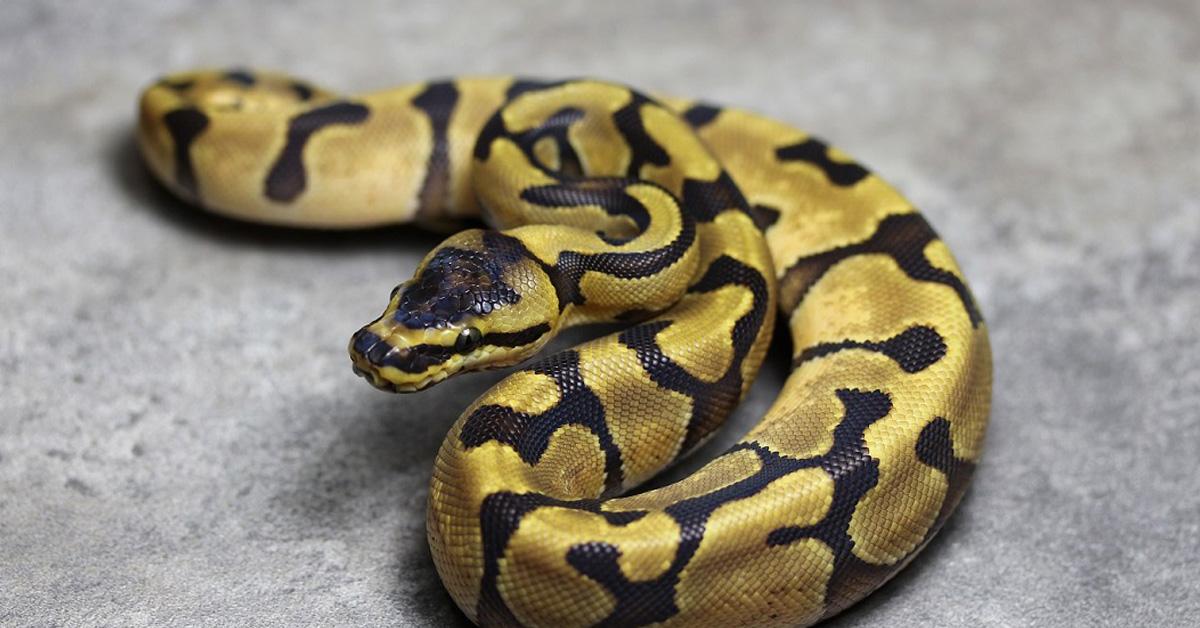 The Enchi Ball Python, an example of Python regius, in its natural environment.