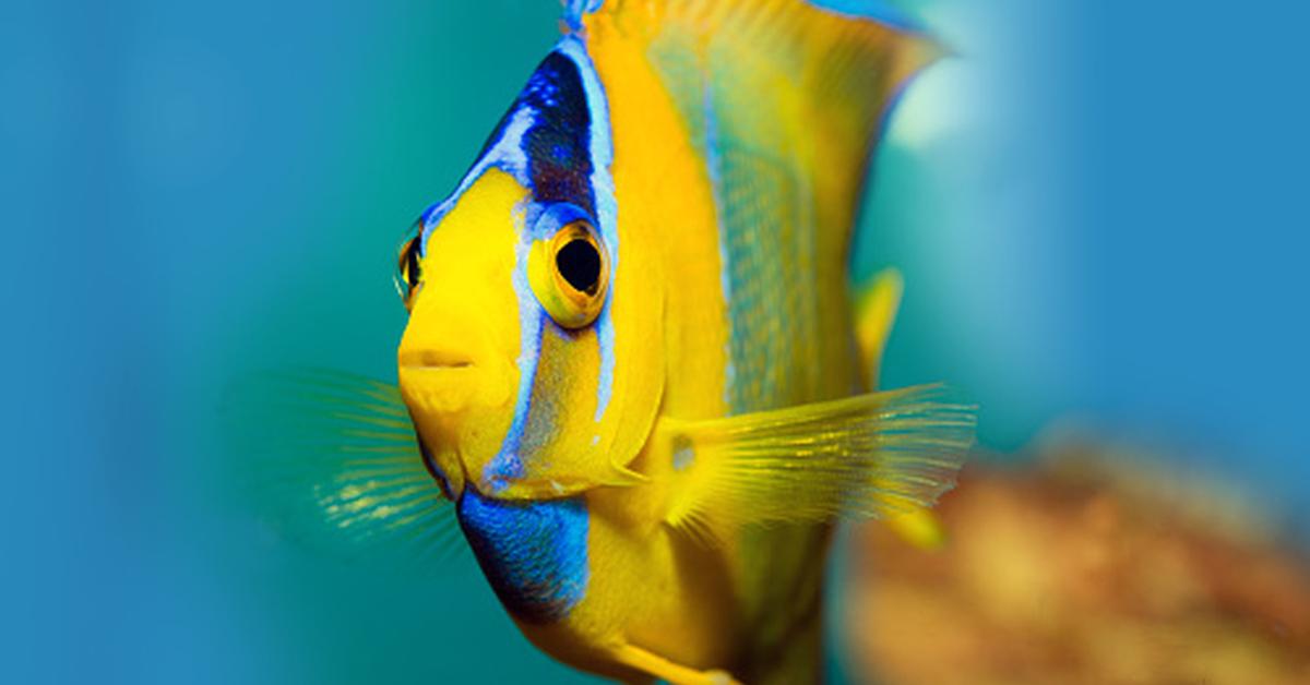 The alluring Emperor Angelfish, commonly referred to as Ikan Malaikat Kaisar in Bahasa Indonesia.