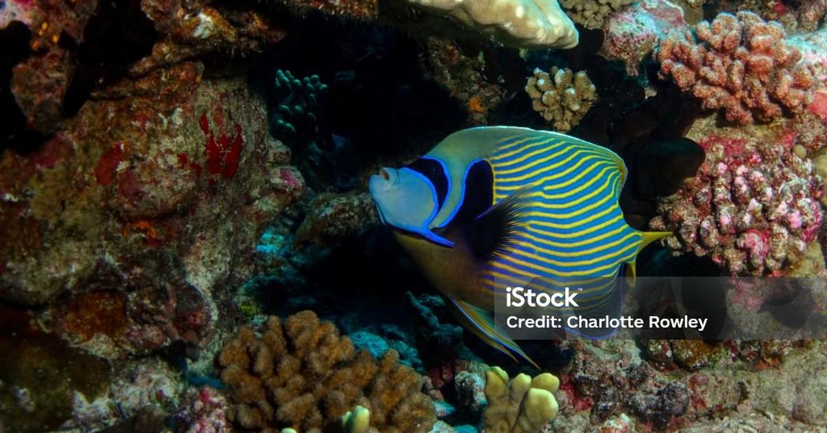 Captivating shot of the Emperor Angelfish, or Ikan Malaikat Kaisar in Bahasa Indonesia.