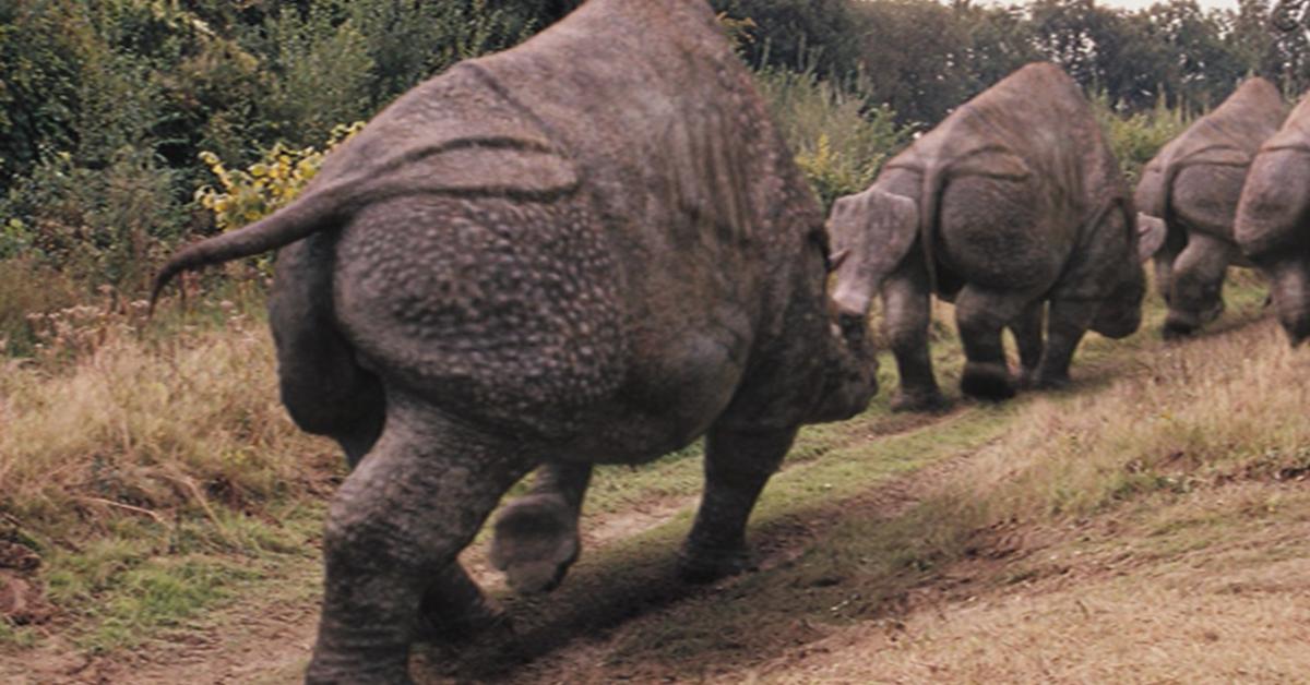 Charming view of the Embolotherium, in Indonesia referred to as Embolotherium.