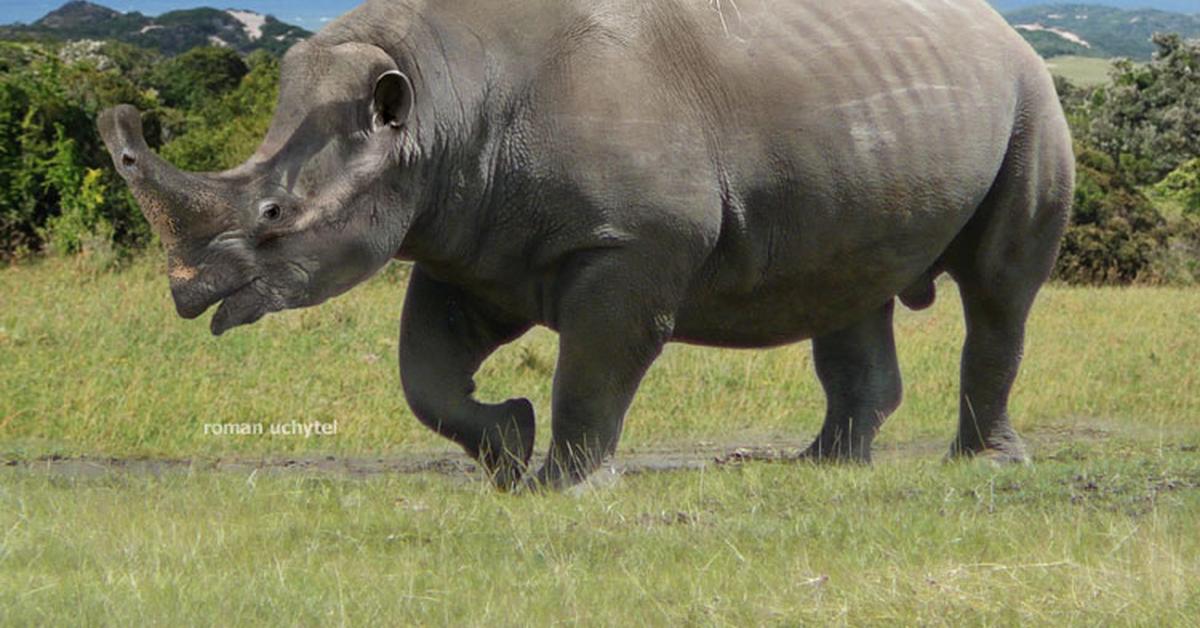 Close encounter with the Embolotherium, scientifically called Embolotherium andrewsi.