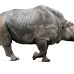 The majestic Embolotherium, also called Embolotherium in Indonesia, in its glory.