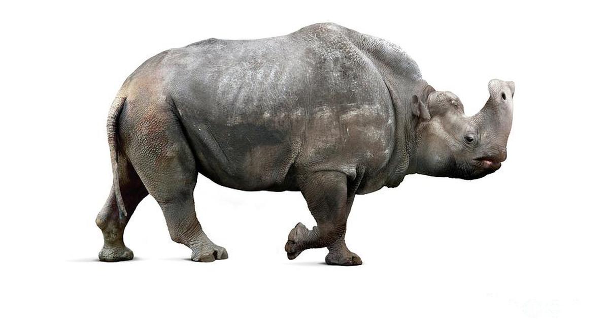 The majestic Embolotherium, also called Embolotherium in Indonesia, in its glory.