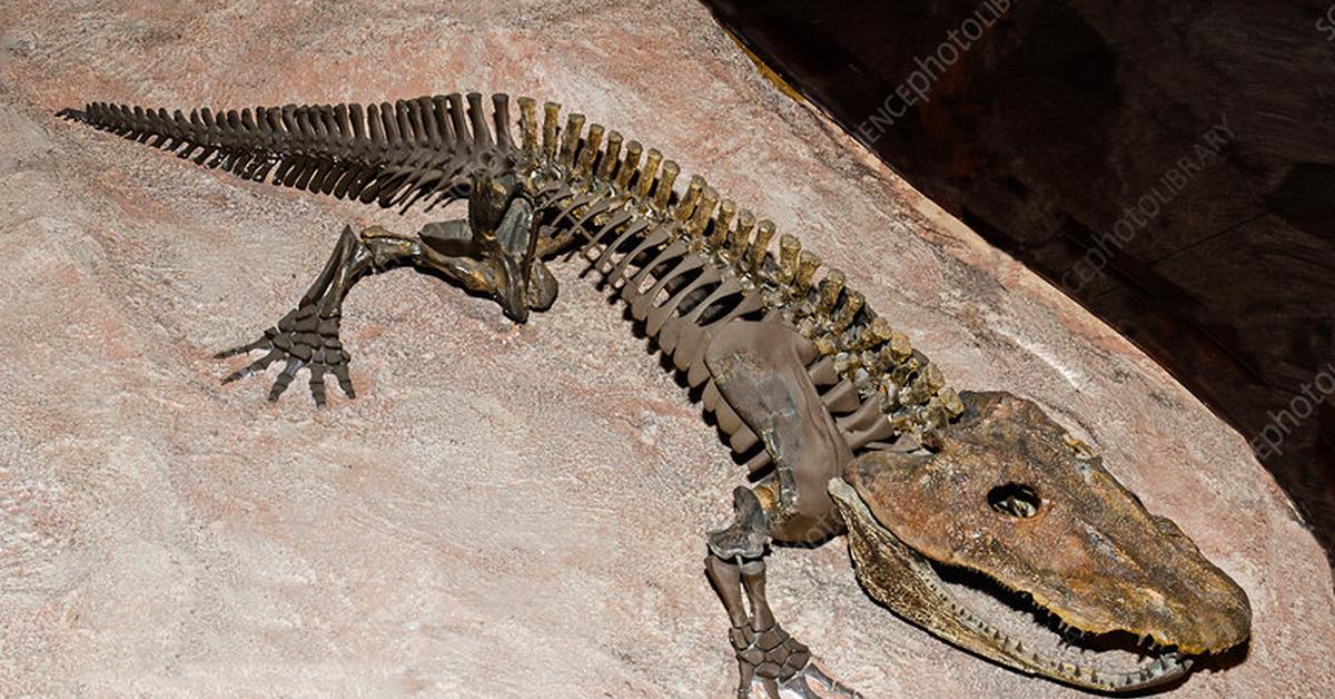 Picture of Eryops, known in Indonesia as Eryops.