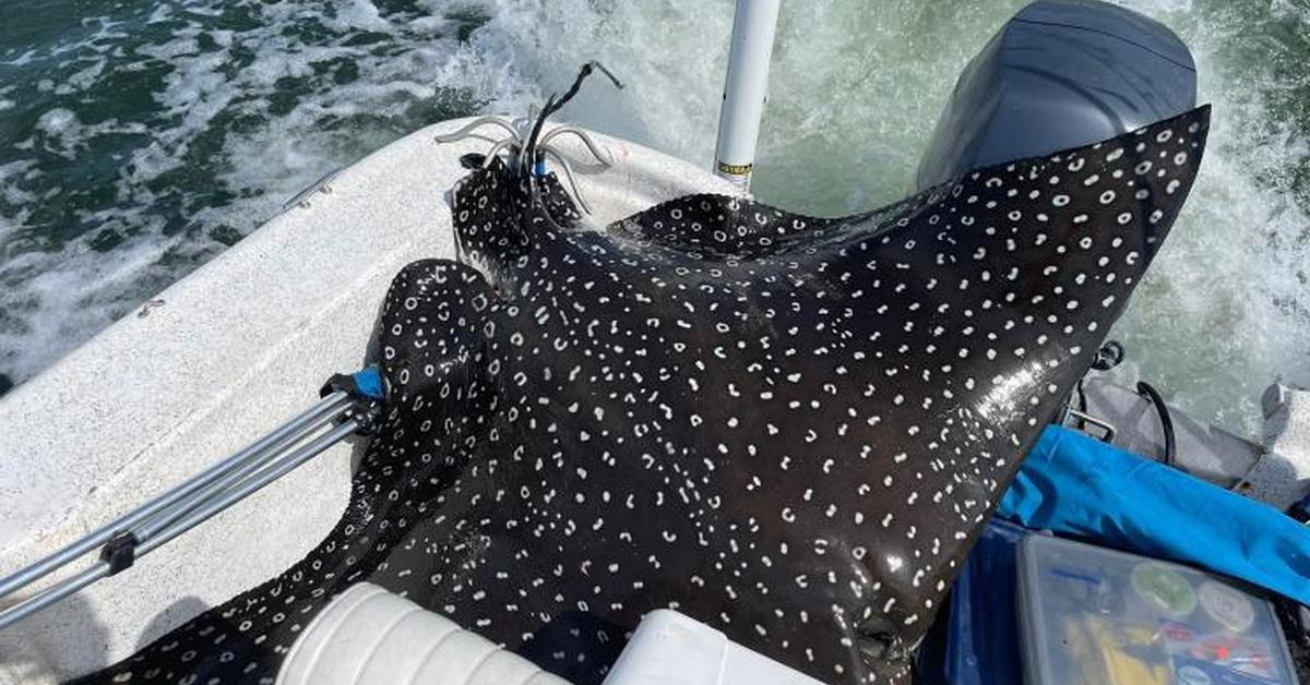 Captivating presence of the Eagle Ray, a species called Myliobatidae.