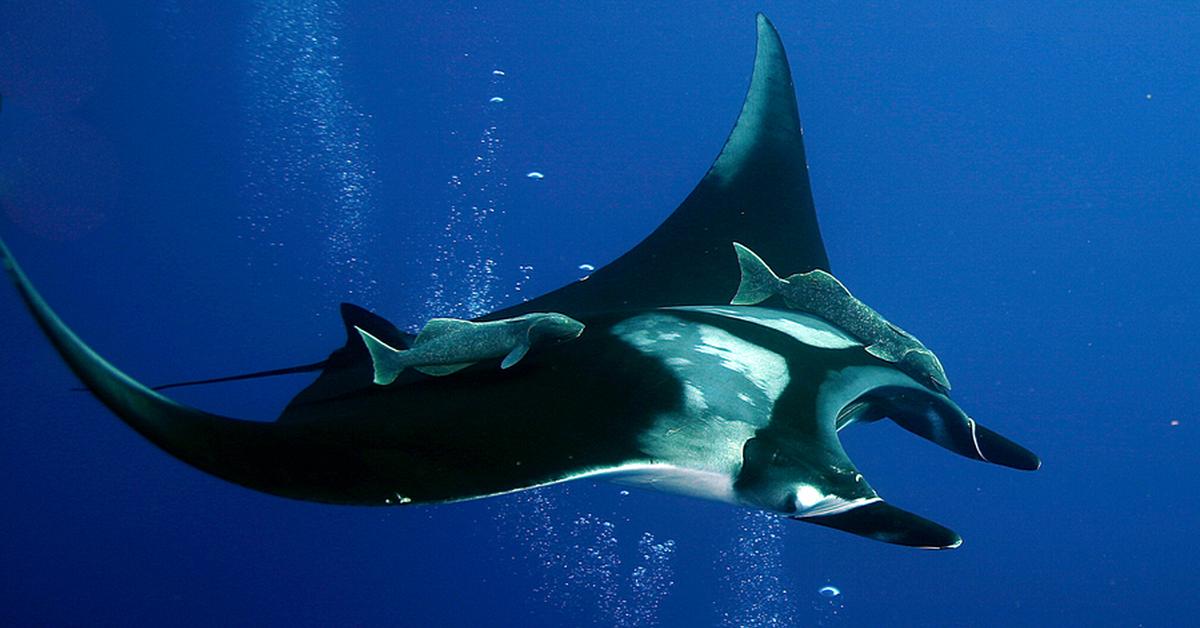 A look at the Eagle Ray, also recognized as Pari Elang in Indonesian culture.