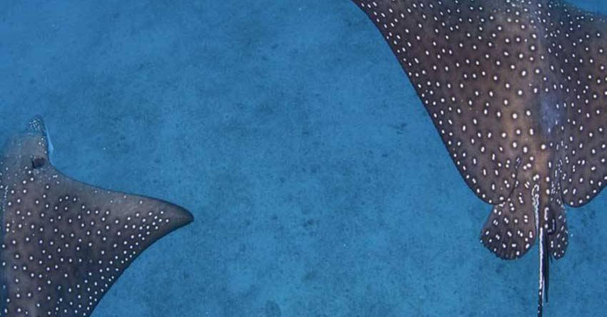 The alluring Eagle Ray, commonly referred to as Pari Elang in Bahasa Indonesia.