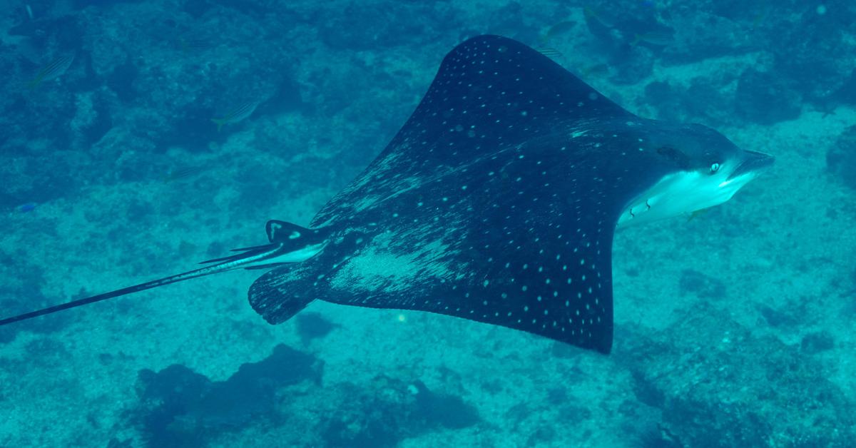 Dynamic image of the Eagle Ray, popularly known in Indonesia as Pari Elang.