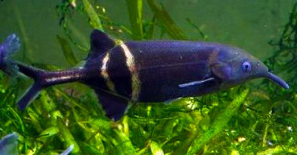 Vibrant snapshot of the Elephant Fish, commonly referred to as Ikan Gajah in Indonesia.