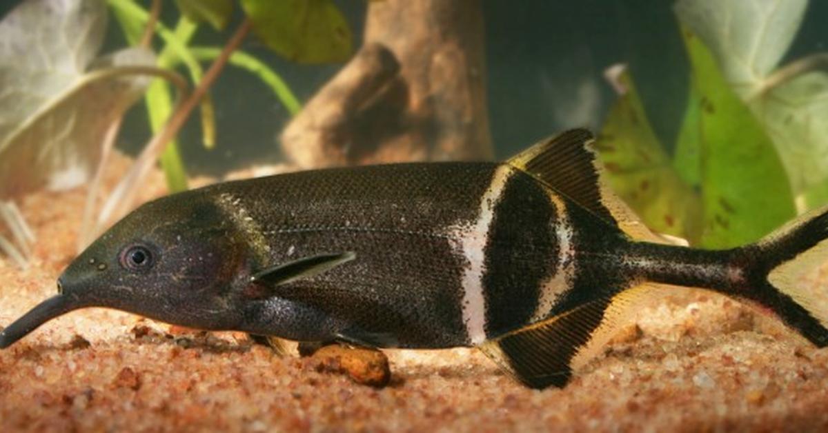 Captured moment of the Elephant Fish, in Indonesia known as Ikan Gajah.