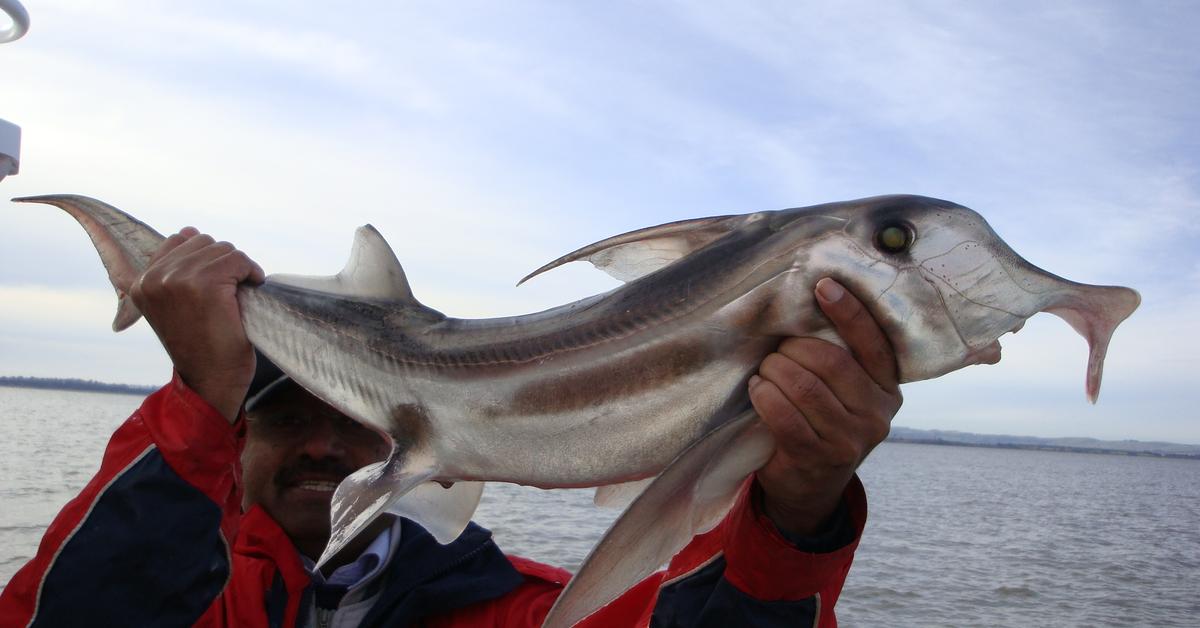 Visual of Elephant Fish, or Ikan Gajah in Indonesian, showcasing its beauty.