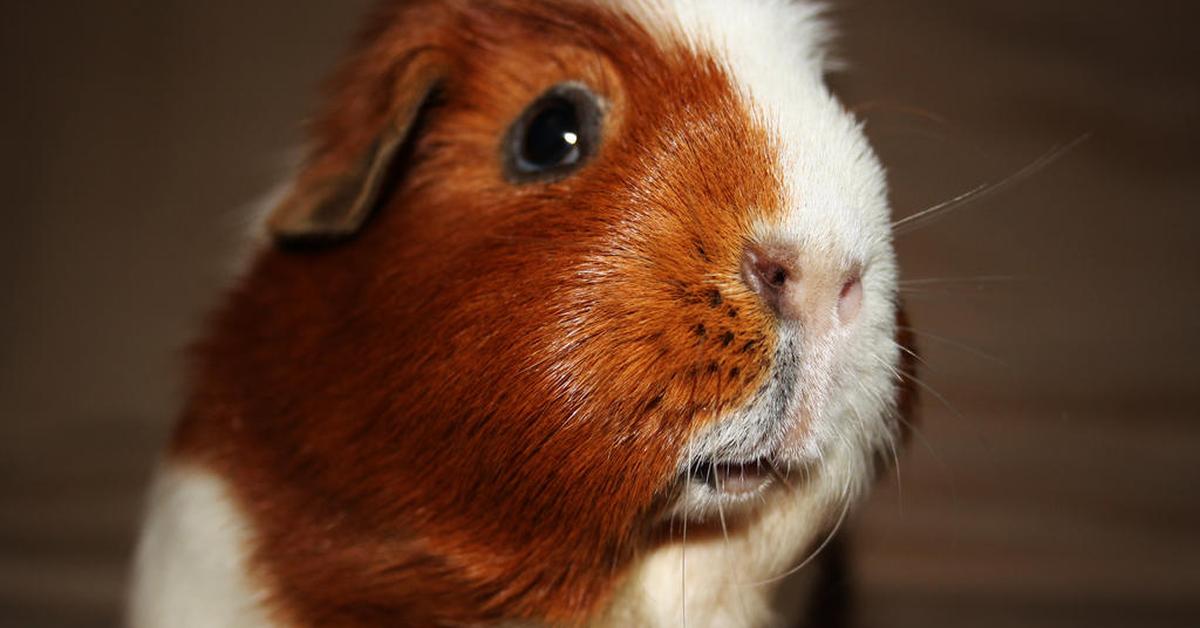 Splendid image of the English Crested Guinea Pig, with the scientific name Cavia porcellus.