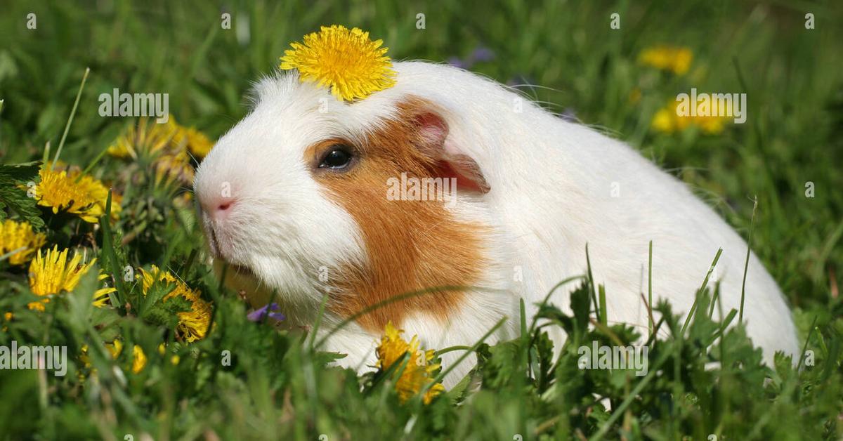 Close-up view of the English Crested Guinea Pig, known as Guinea Pig Inggris Berjambul in Indonesian.