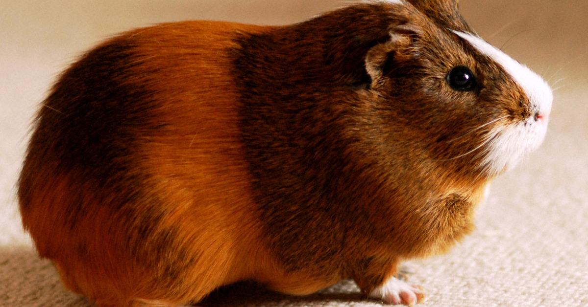 Glimpse of the English Crested Guinea Pig, known in the scientific community as Cavia porcellus.