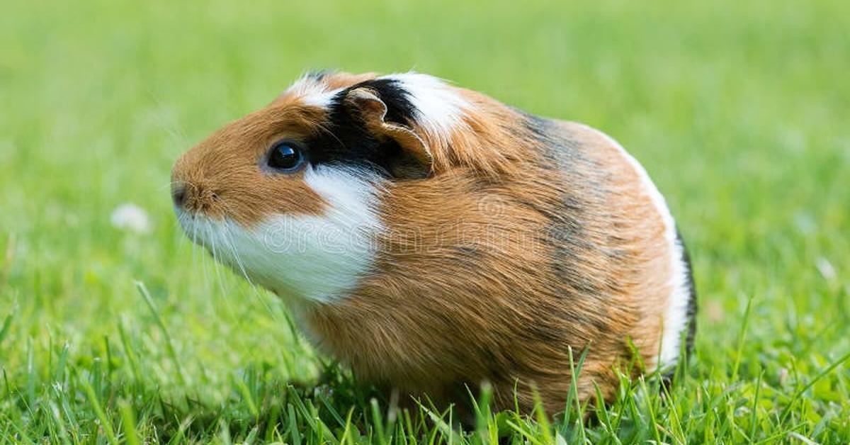 Captivating presence of the English Crested Guinea Pig, a species called Cavia porcellus.