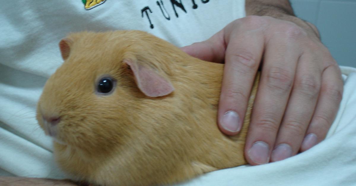 Insightful look at the English Crested Guinea Pig, known to Indonesians as Guinea Pig Inggris Berjambul.