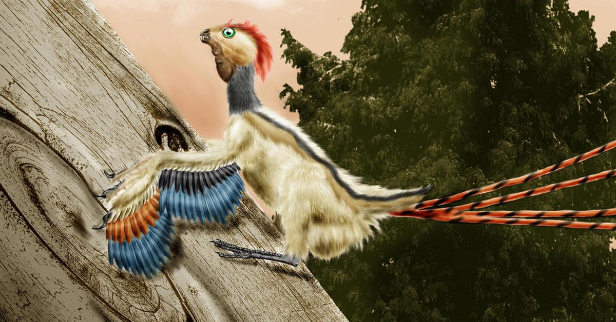 Photographic depiction of the unique Epidexipteryx, locally called Epidexipteryx.