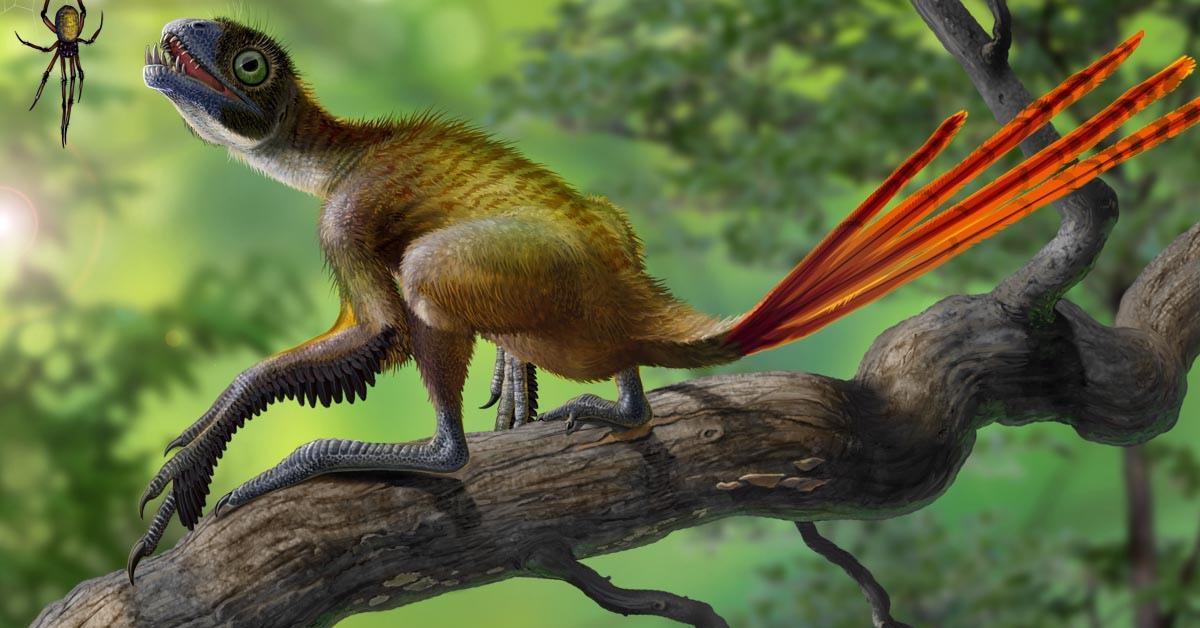 Stunning image of the Epidexipteryx (Epidexipteryx hui), a wonder in the animal kingdom.