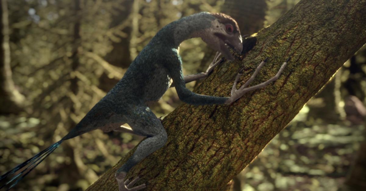 Glimpse of the Epidexipteryx, known in the scientific community as Epidexipteryx hui.