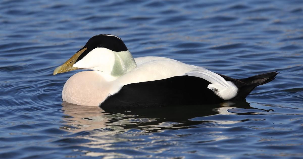 Photograph of the unique Eider, known scientifically as S. mollissima.