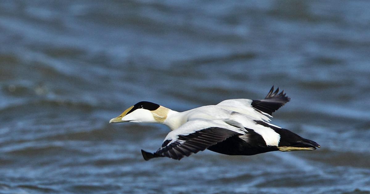 The majestic Eider, also called Angsa Eider in Indonesia, in its glory.