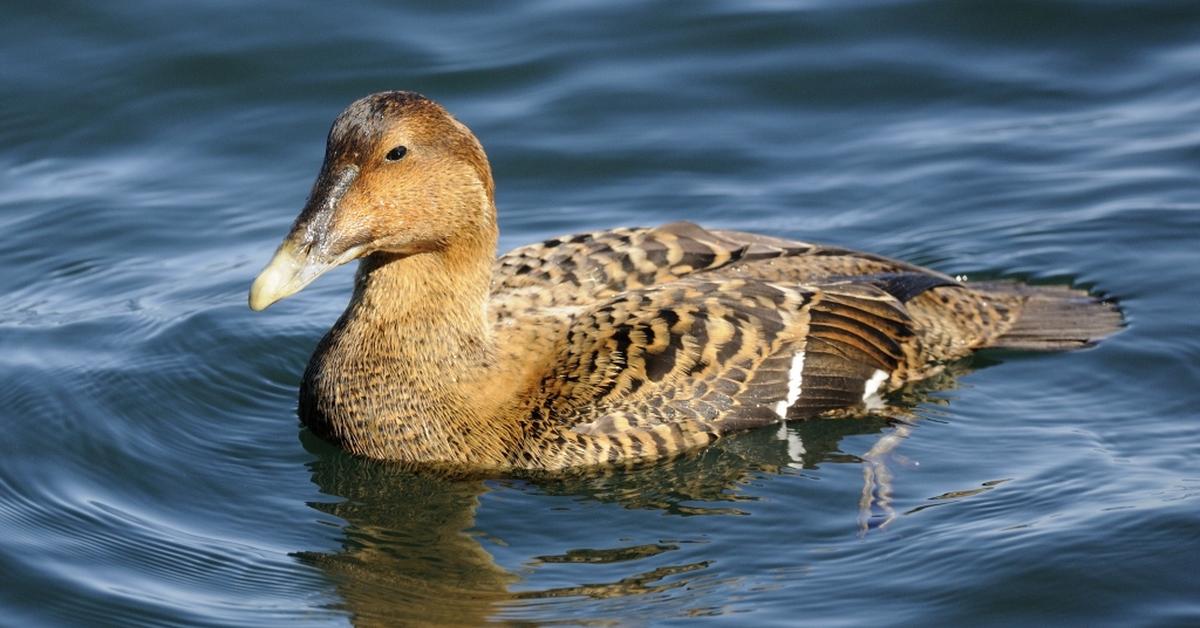 Exquisite image of Eider, in Indonesia known as Angsa Eider.