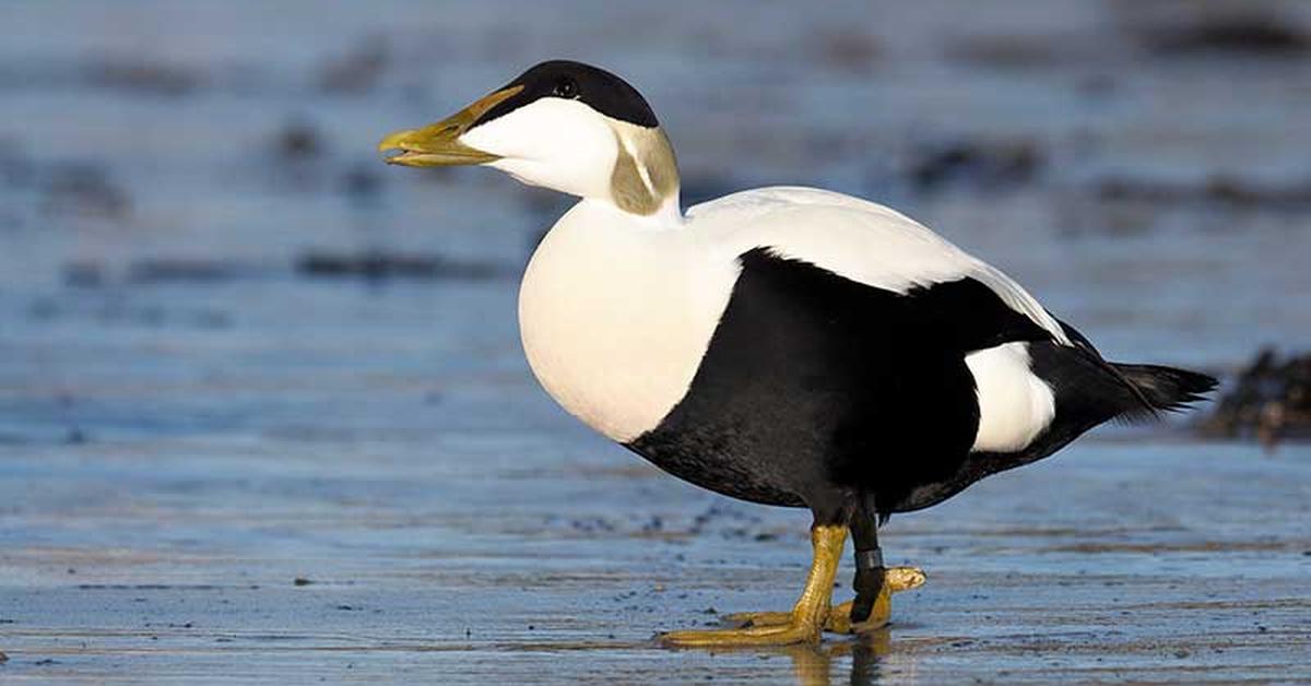 Enchanting Eider, a species scientifically known as S. mollissima.