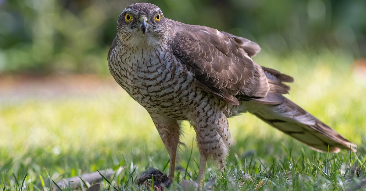 Stunning image of the Eurasian Sparrowhawk (Accipiter nisus), a wonder in the animal kingdom.