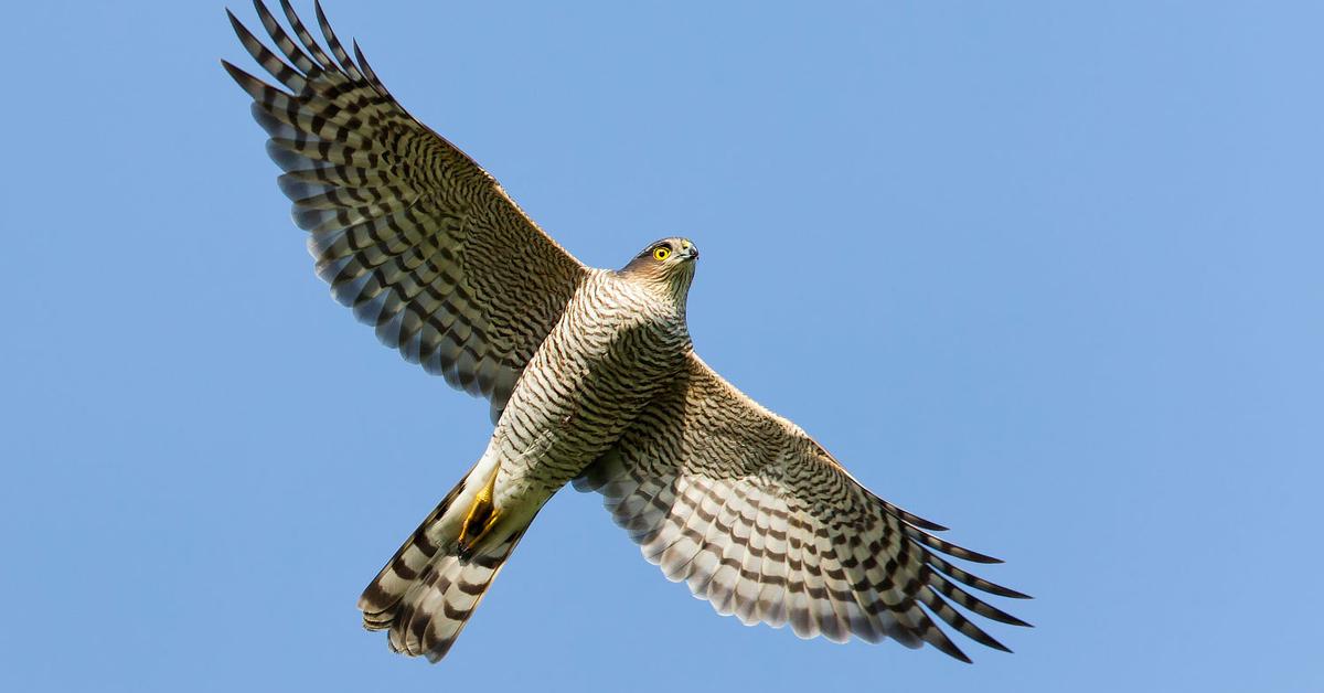 Unique portrayal of the Eurasian Sparrowhawk, also called Eurasian Sparrowhawk in Bahasa Indonesia.