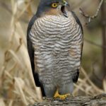 Glimpse of the Eurasian Sparrowhawk, known in the scientific community as Accipiter nisus.