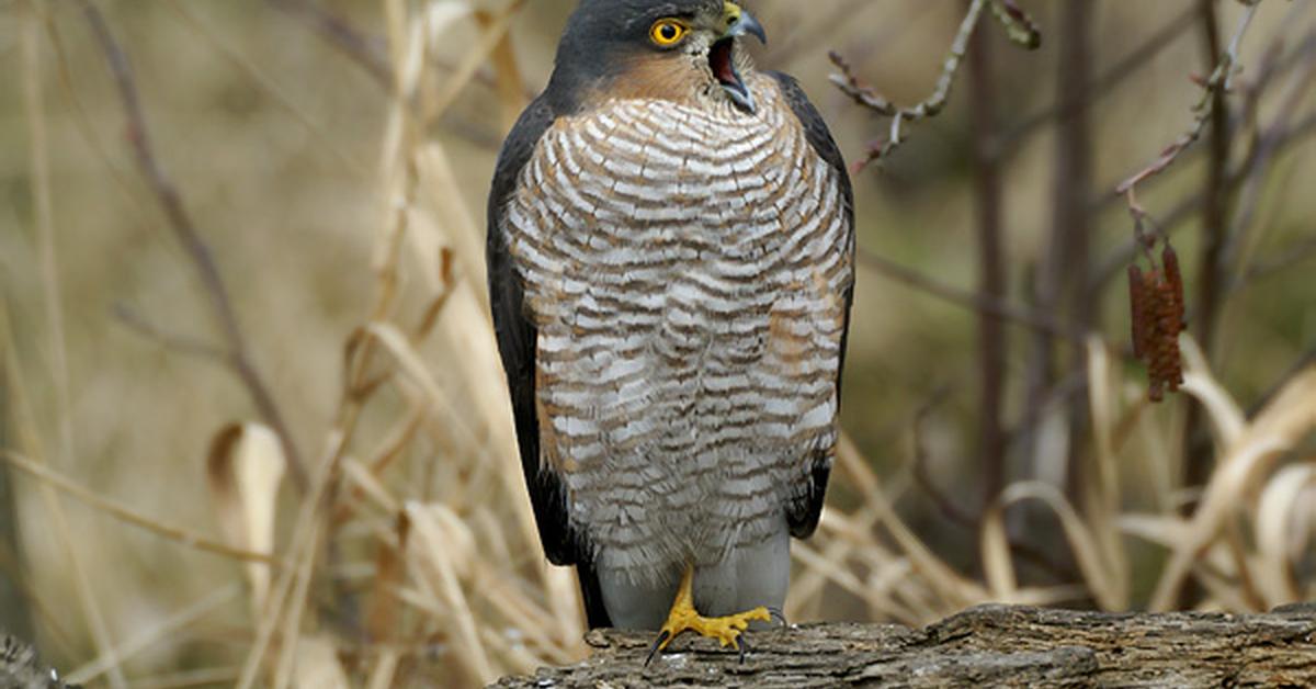 Glimpse of the Eurasian Sparrowhawk, known in the scientific community as Accipiter nisus.