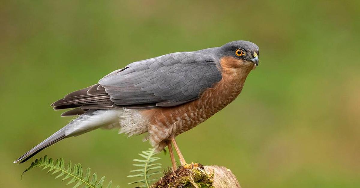 The majestic Eurasian Sparrowhawk, also called Eurasian Sparrowhawk in Indonesia, in its glory.