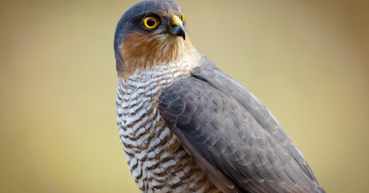 Captured beauty of the Eurasian Sparrowhawk, or Accipiter nisus in the scientific world.