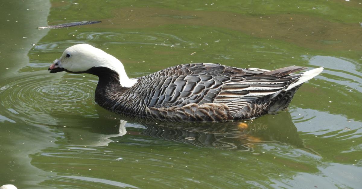 Visual representation of the Emperor Goose, recognized in Indonesia as Angsa Kaisar.